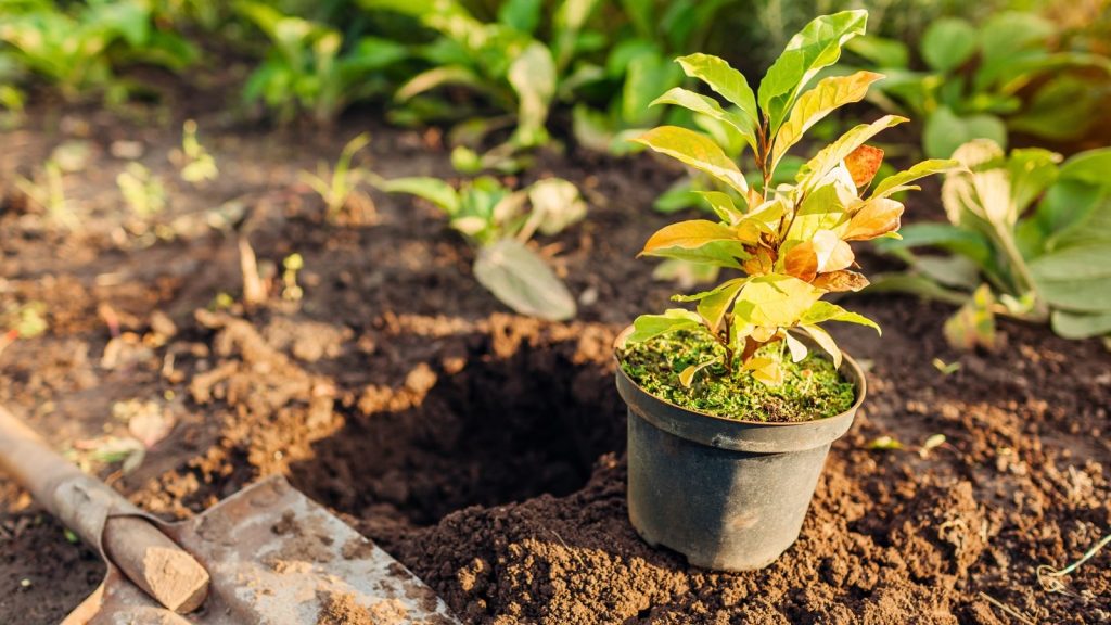 What to Plant in Zones 8–10 This November